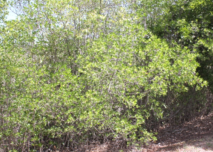 Australian Coastal Plants Combretaceae